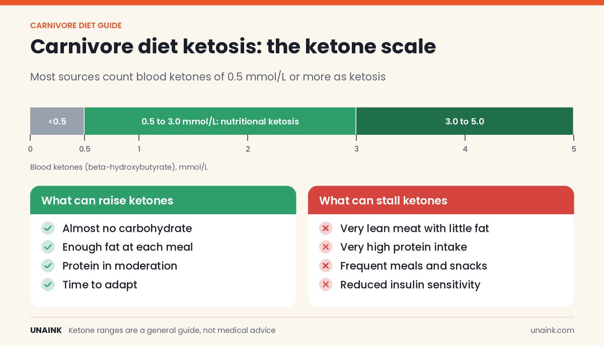 Ketone scale for the carnivore diet showing ketosis ranges and what raises or stalls ketones